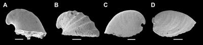 Early Cambrian Anabarella plana from Three Gorges area, South China